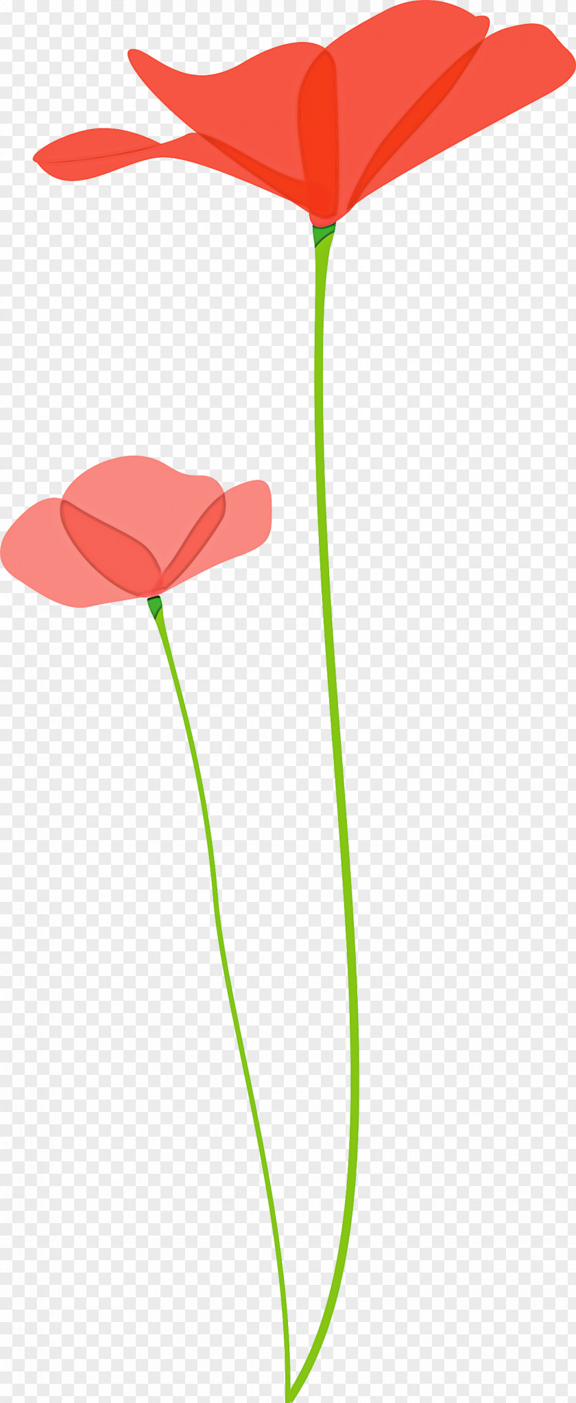 Poppy Flower PNG