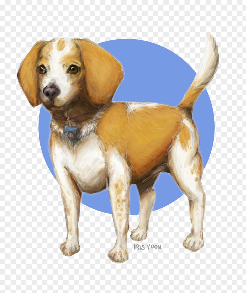 Puppy Beagle Harrier Dog Breed Companion PNG