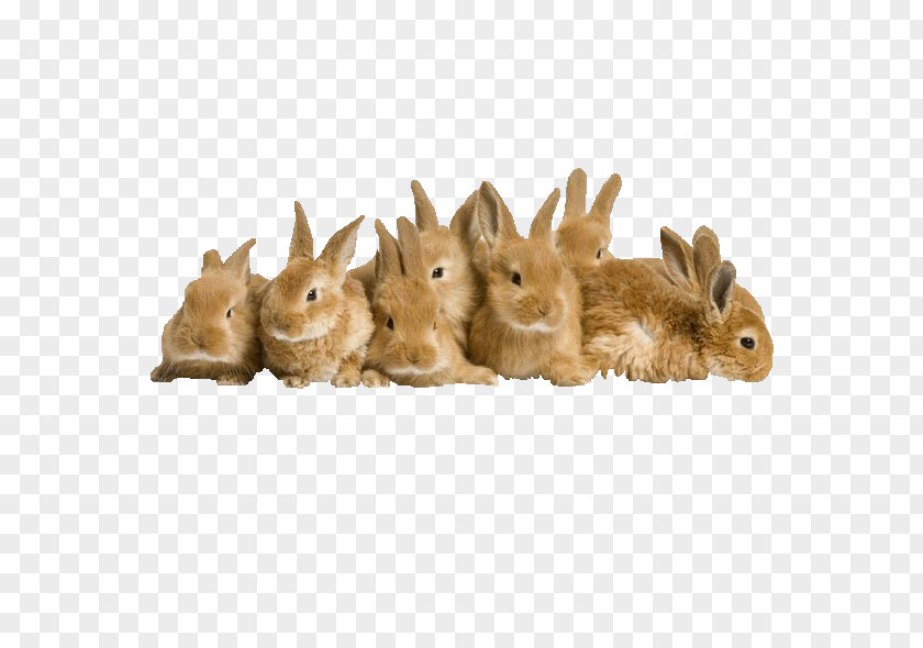 A Pile Of Rabbit Easter Bunny High-definition Television Wallpaper PNG