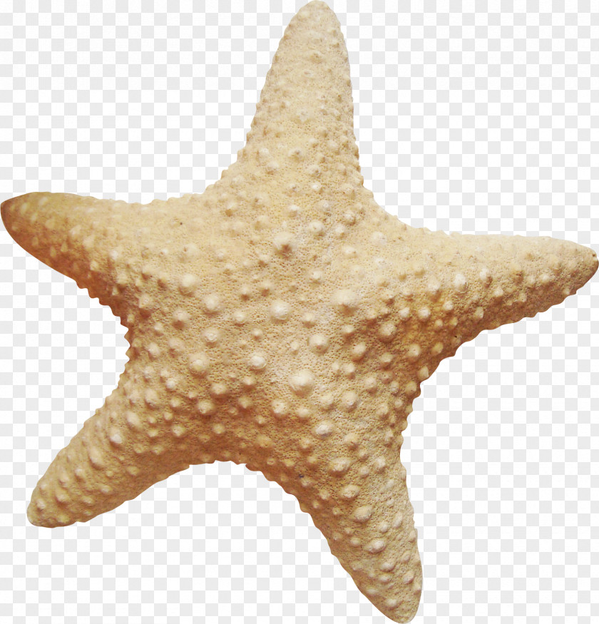 Beach Starfish Marine Invertebrates Sea Clip Art PNG