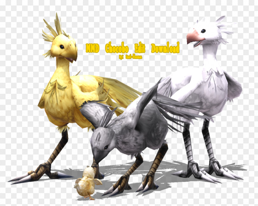 Chocobo Frame DeviantArt Rooster Stock Photography PNG