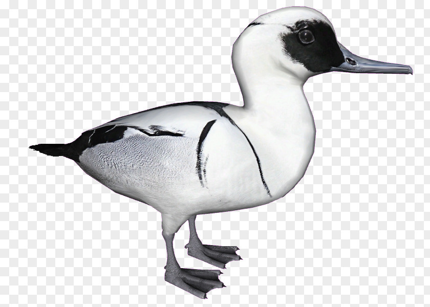 Duck Seaducks Goose Smew Animal PNG