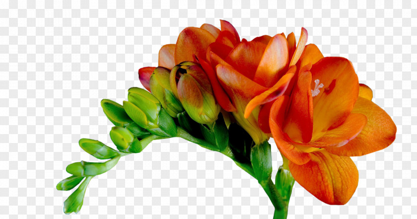 Flower Cut Flowers Tulip Bouquet Floral Design PNG