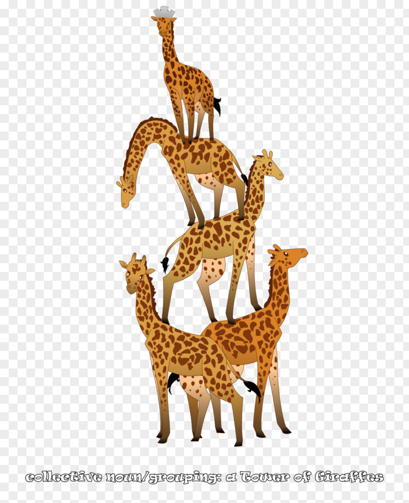 Giraffe Deer Neck Terrestrial Animal Wildlife PNG