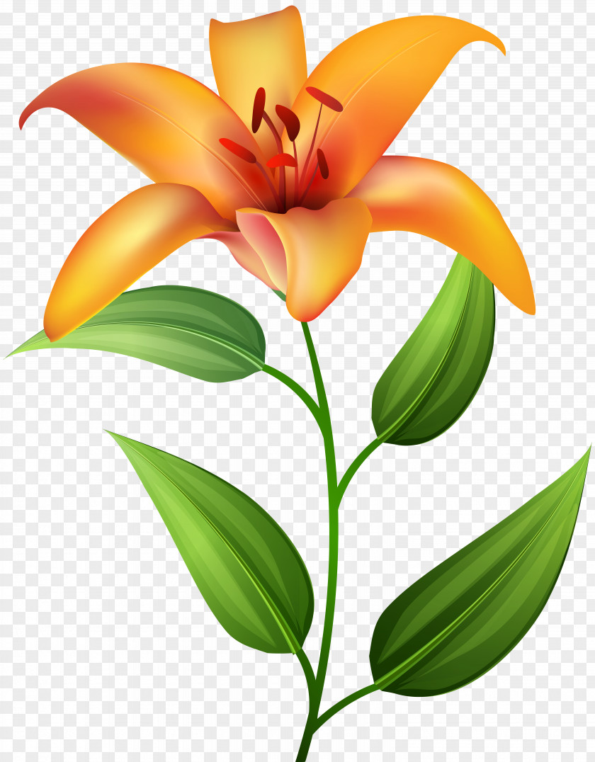 Orange Lilium Transparent Clip Art Icon PNG