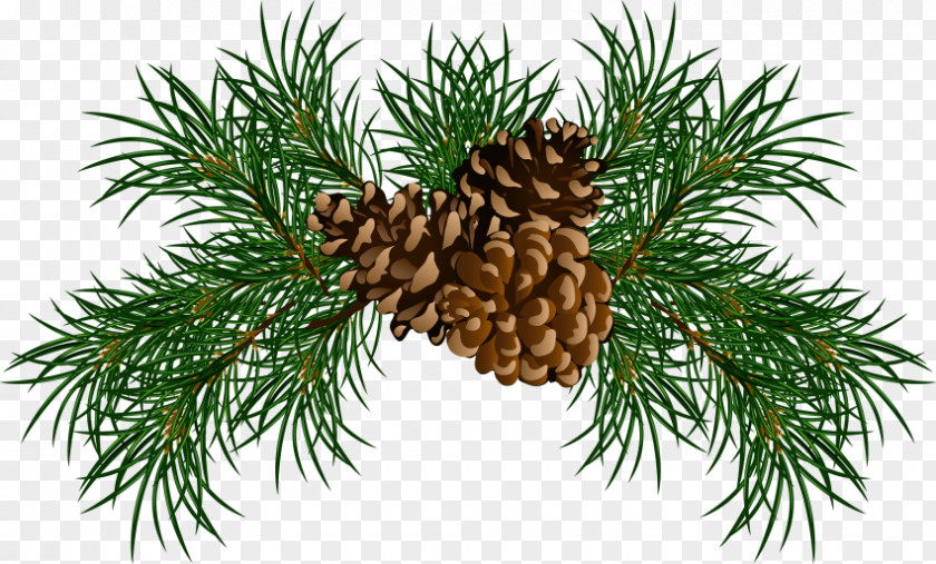 Pine Nut Clip Art Christmas Conifer Cone Image PNG
