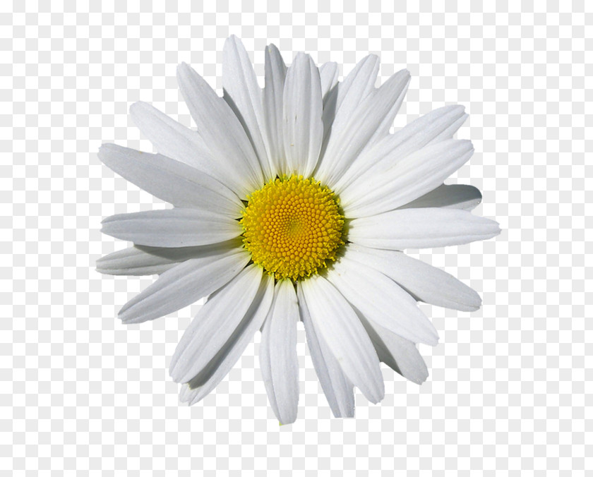 Chamomile Clip Art Daisy Family Image Common PNG
