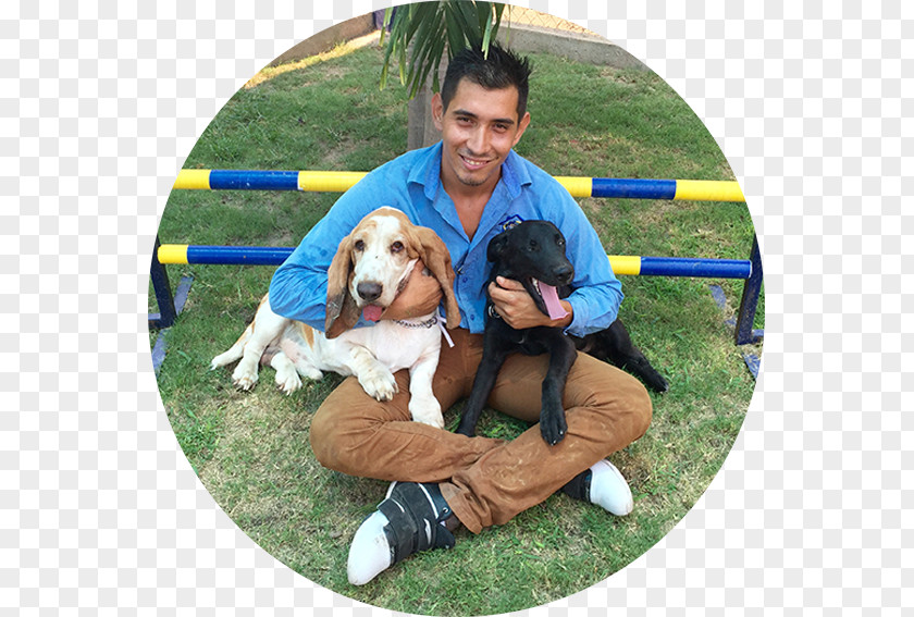 Dog Hotel Canino Reyes Breed Obedience Training Companion PNG