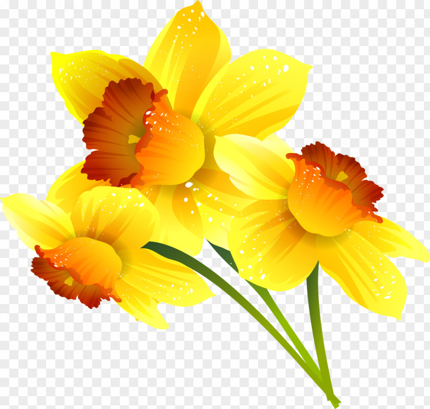 Mimosa Daffodil Clip Art Vector Graphics Image PNG