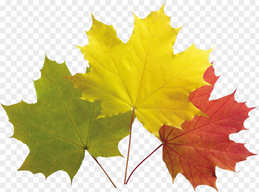 Autumn Clip Art Image Leaf Color PNG