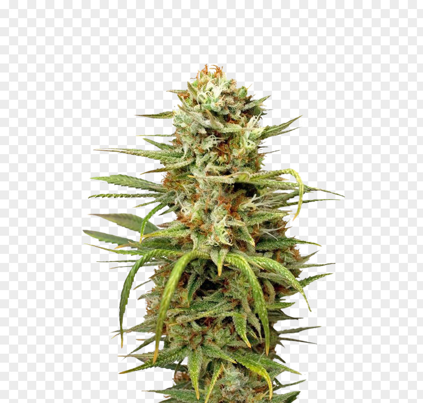 Cannabis White Widow Autoflowering Marijuana Medical PNG