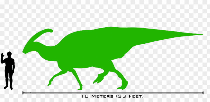 Dinosaur Lambeosaurus Parasaurolophus Size Tyrannosaurus Spinosaurus PNG