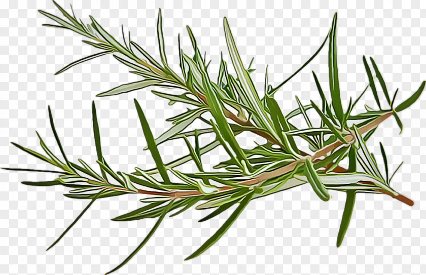 Grass Lodgepole Pine Rosemary PNG