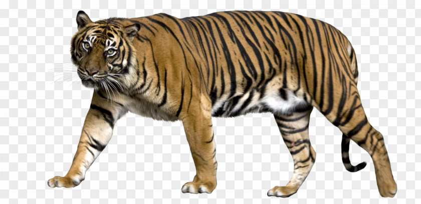 Tiger Lion Sumatran Jaguar Liger Bengal PNG