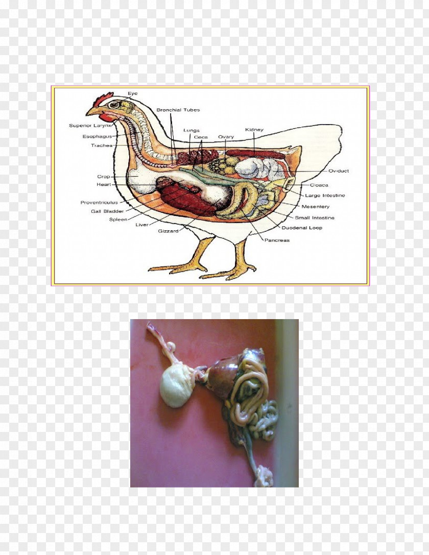 Chicken Bird Anatomy Fowl Physiology PNG