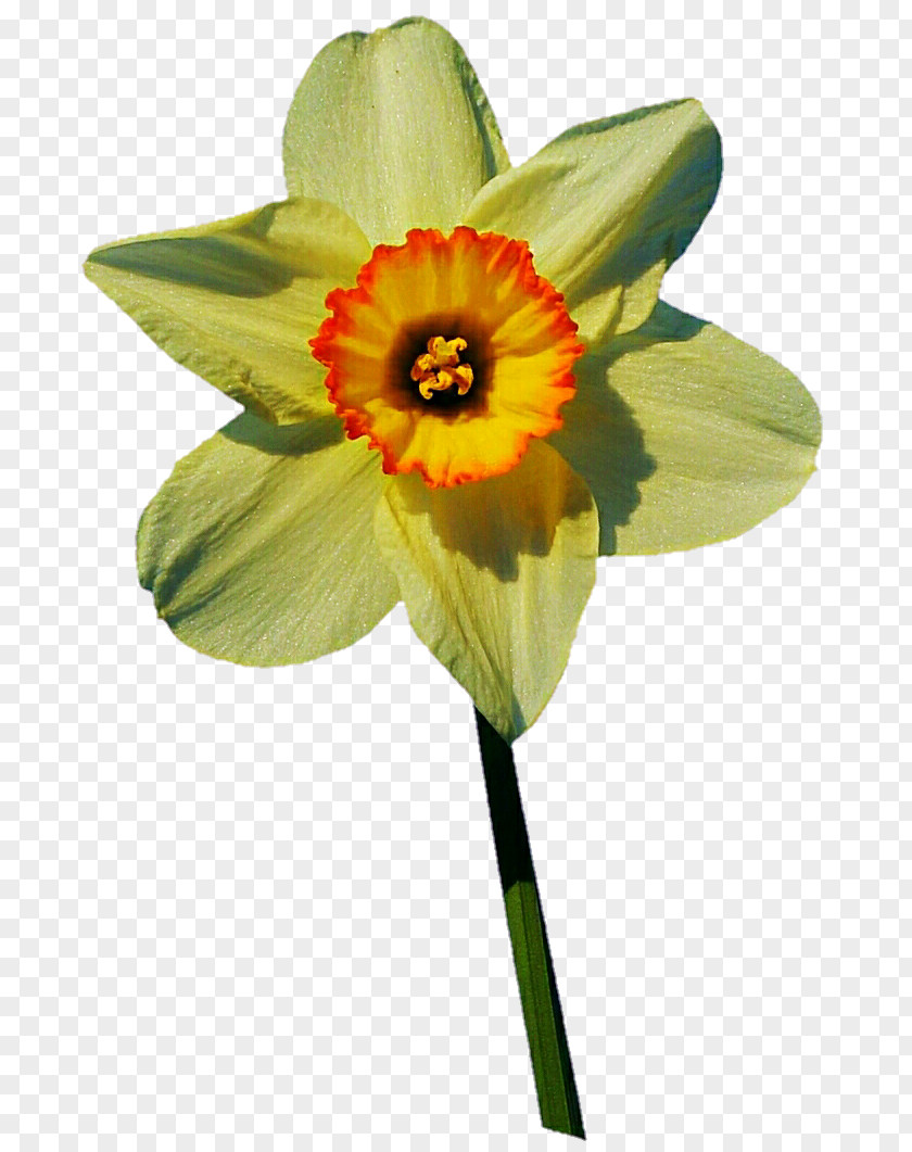 Daffodil Transvaal Daisy Pink DeviantArt Flower PNG