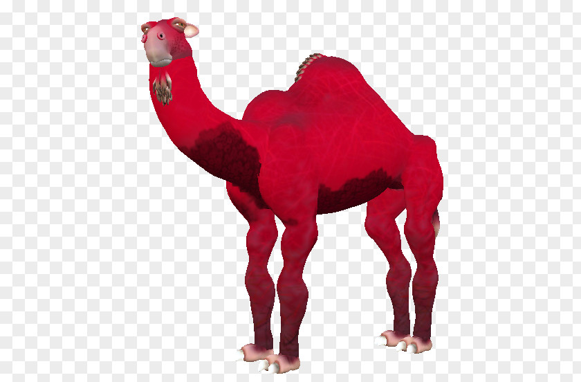Dromedary Camel Snout Terrestrial Animal PNG