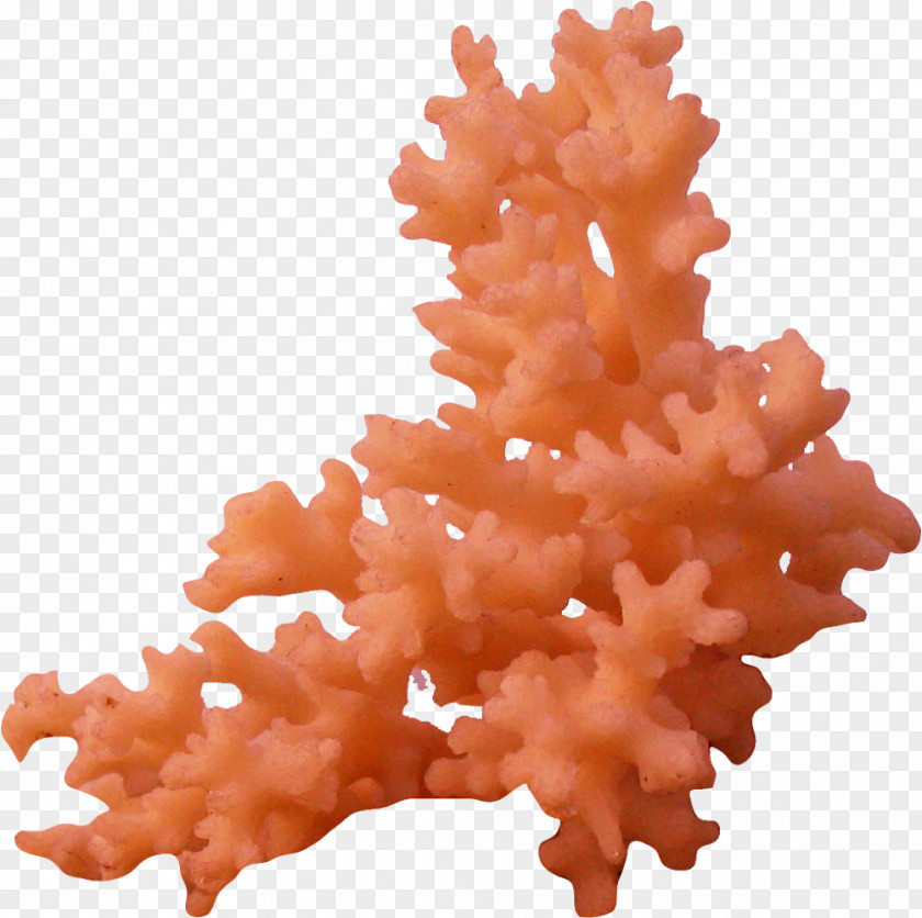 Sea Coral Reef Clip Art PNG