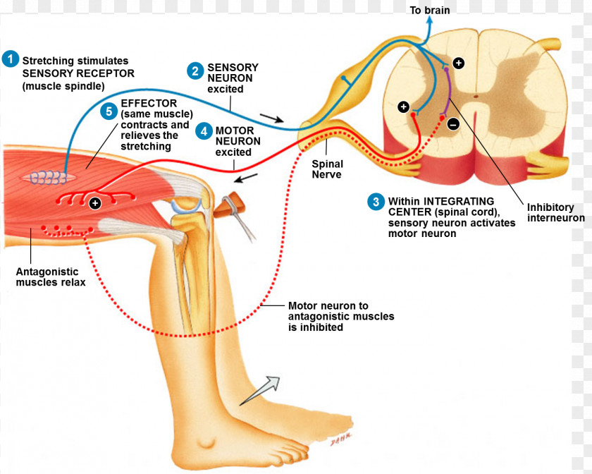 Cranial Nerve Reflex Arc Stretch Patellar Anatomy PNG