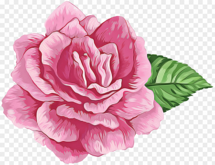 Pink Flower Petal Plant Japanese Camellia PNG