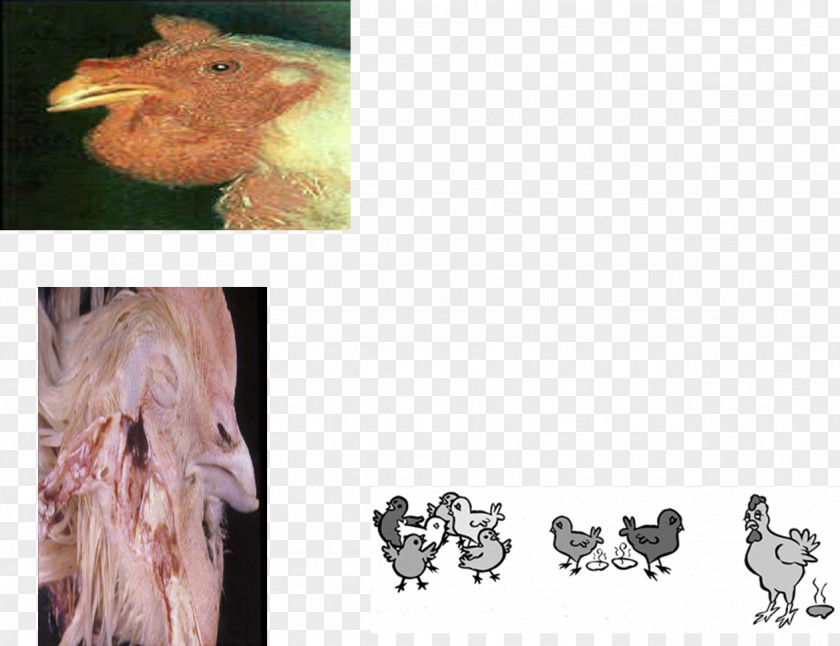 Chicken Fowl Cholera Pasteurellosis Newcastle Disease Pasteurella PNG