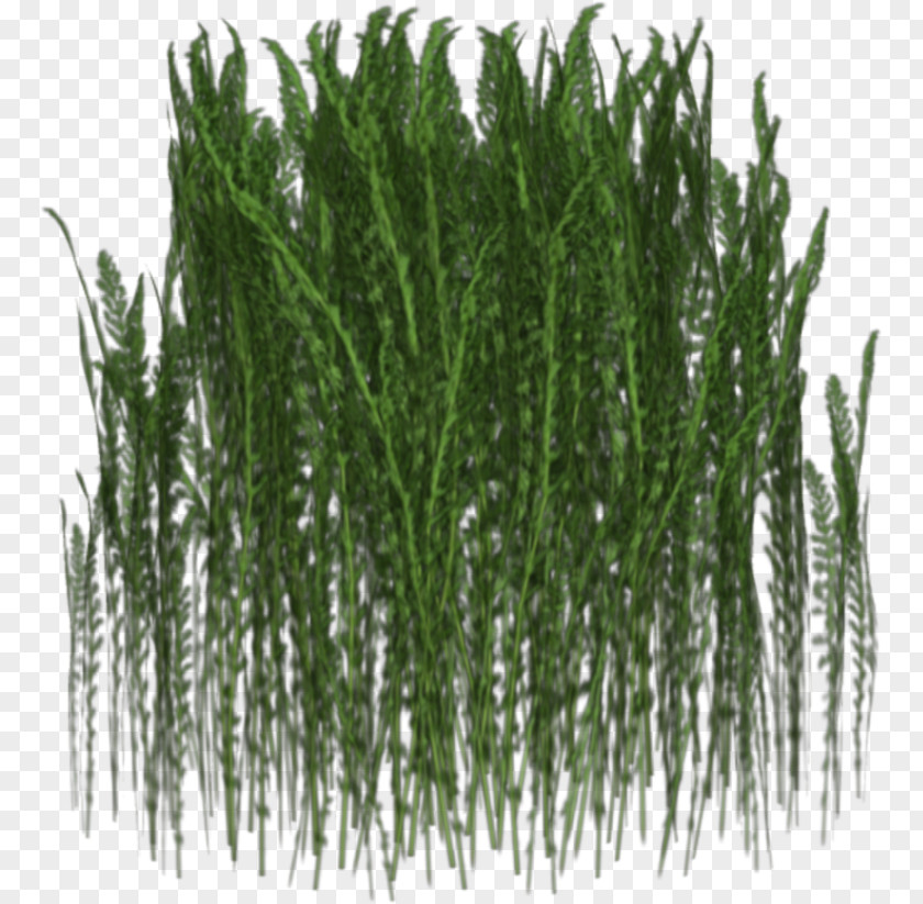 Dense Bushes Grass Clip Art PNG
