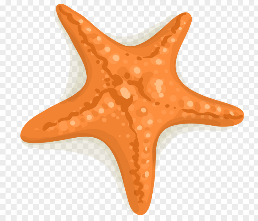 Orange Cartoon Starfish PNG cartoon starfish clipart PNG
