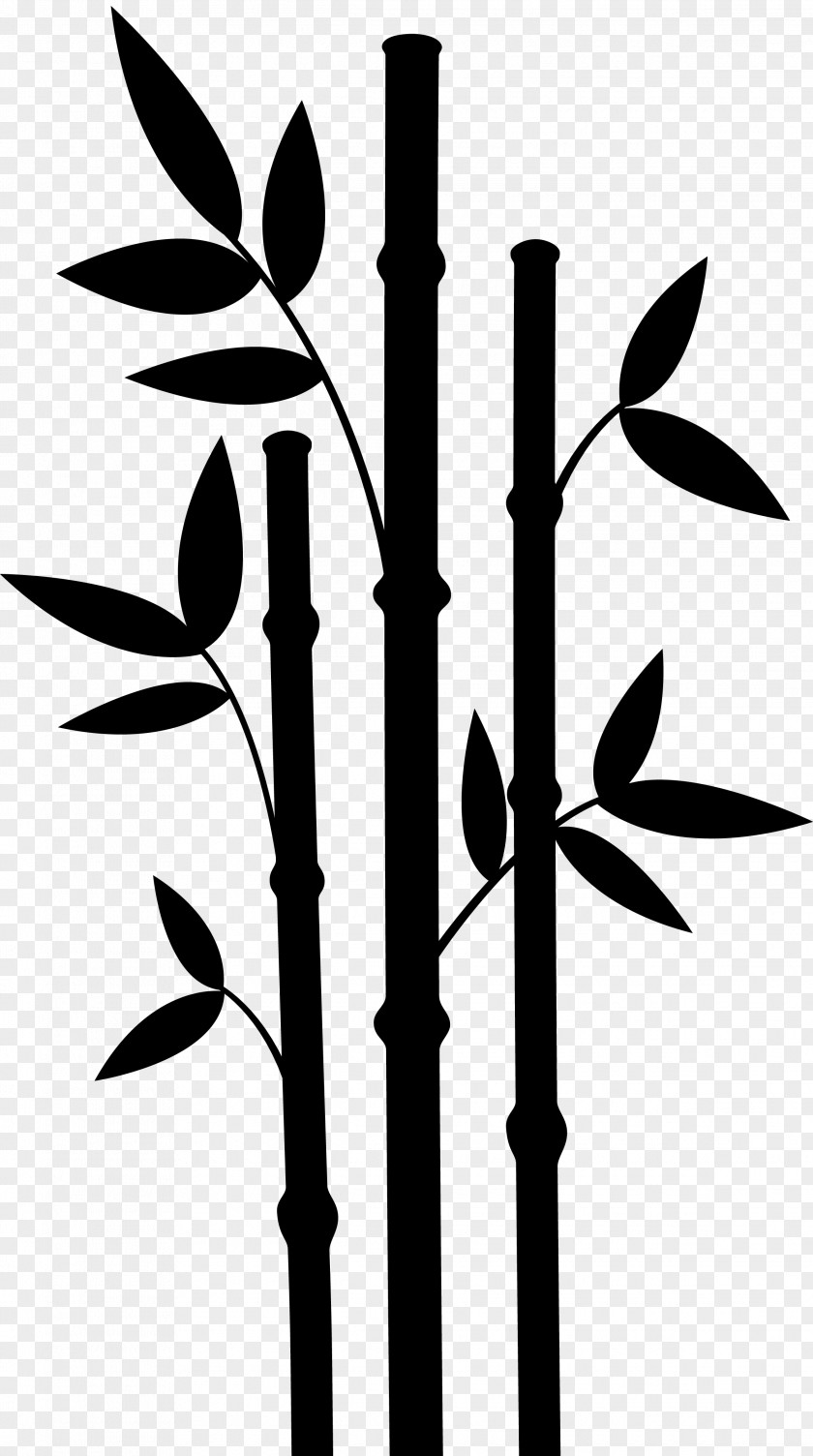 Plant Stem Leaf Flower Font Line PNG