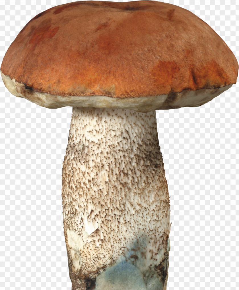 Wild Mushrooms Fungus Mushroom Boletus Edulis Clip Art PNG