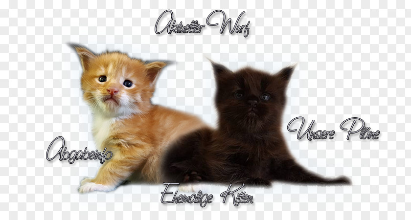 Creative Kitten Whiskers Maine Coon Domestic Short-haired Cat Fur PNG