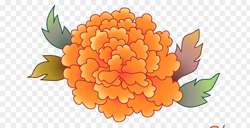 Design Floral Petal Chrysanthemum Pot Marigold PNG