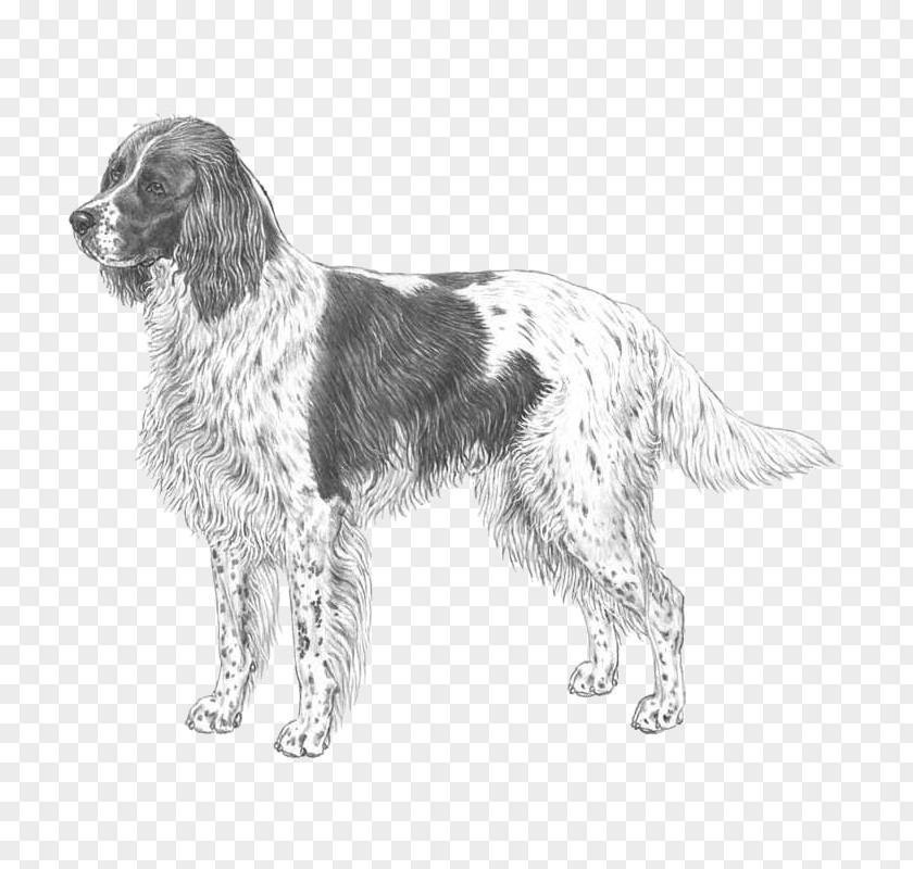 Drentse Patrijshond French Spaniel English Setter Field Small Münsterländer PNG