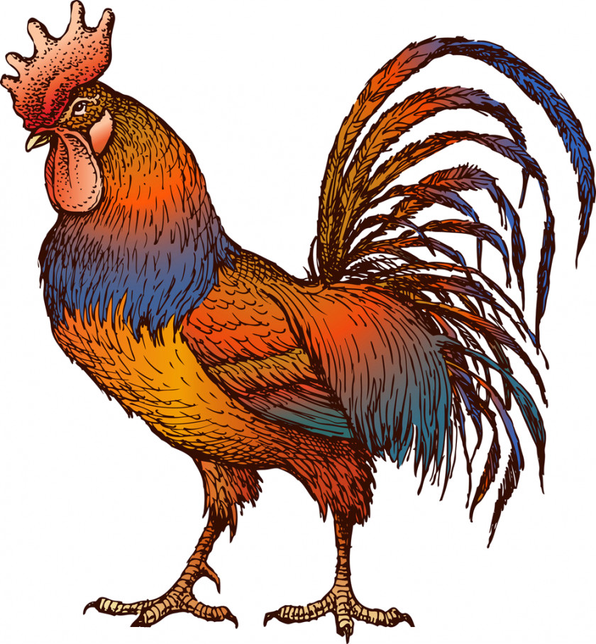 Fighting Chicken Rooster Clip Art PNG