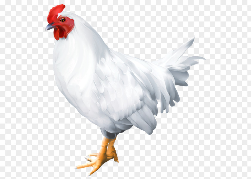 Rooster Bird Chicken Clip Art PNG
