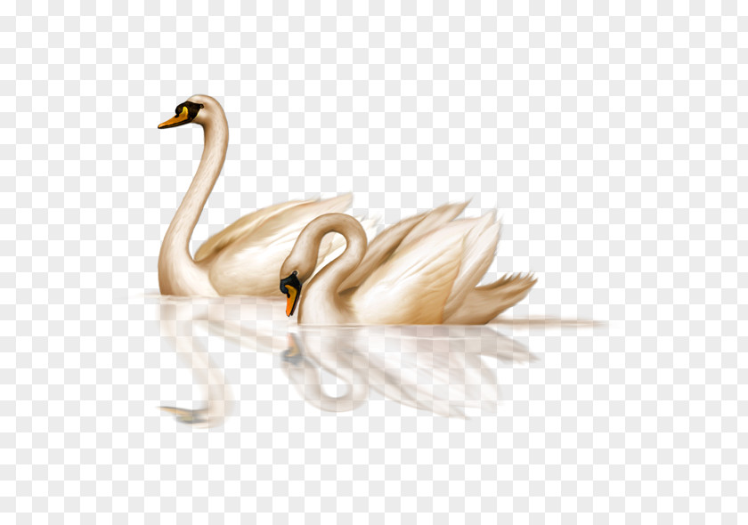 Swan Black Bird Clip Art PNG
