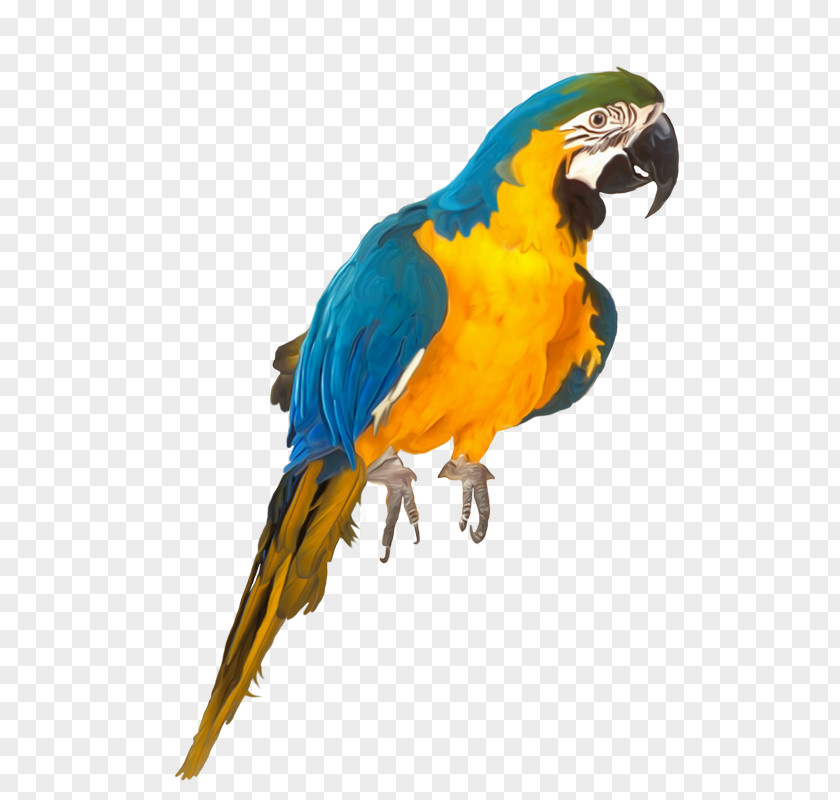 Bird Macaw Lovebird Parakeet Pet PNG