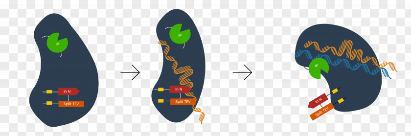 Both Teams Intein DCas9 Activation System Protease International Genetically Engineered Machine PNG