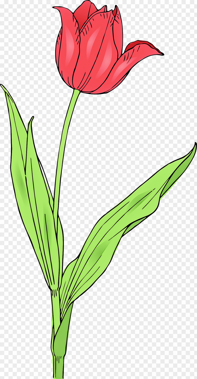 Cut Flowers Petal Flower Flowering Plant Tulip Pedicel PNG