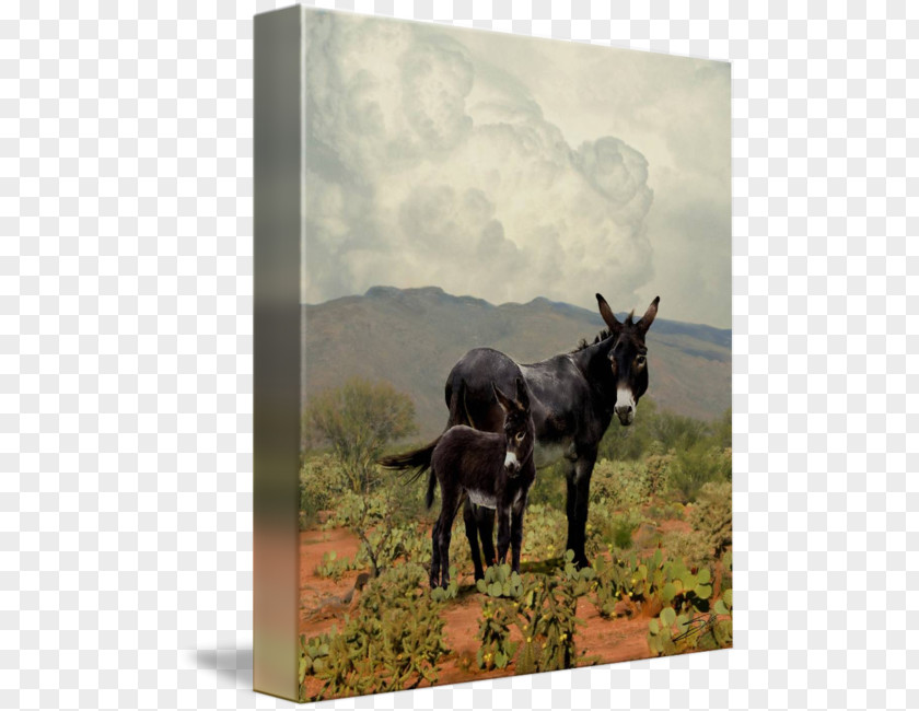 Donkey Mule Horse Burrito Art PNG