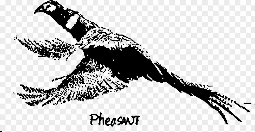 Feather Green Pheasant Galliformes Bird PNG