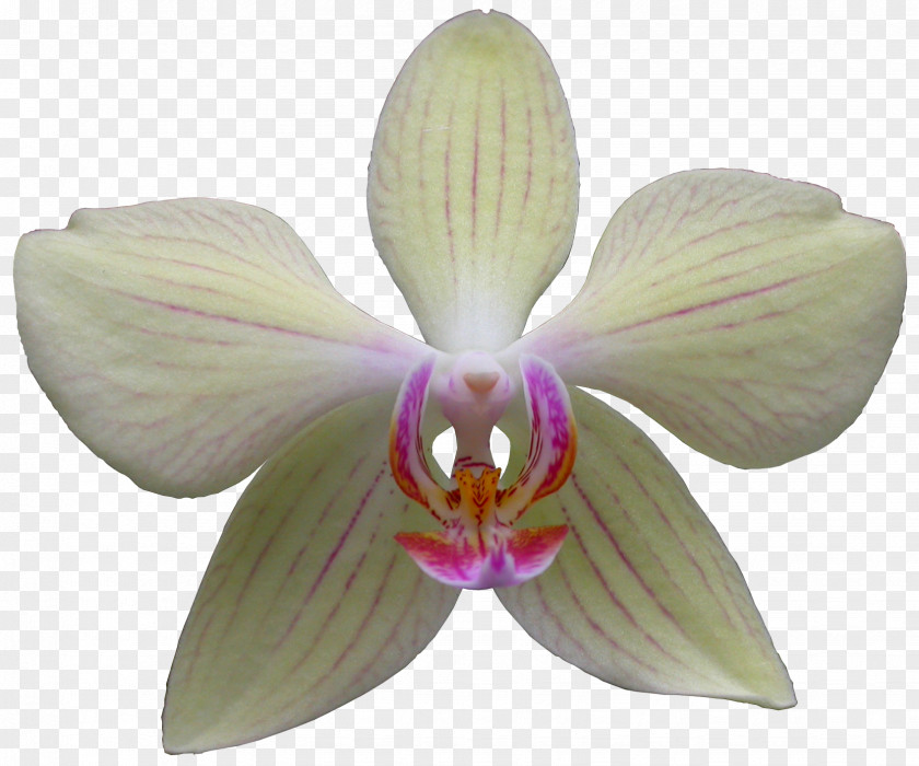 Moth Orchids Cattleya Dendrobium PNG