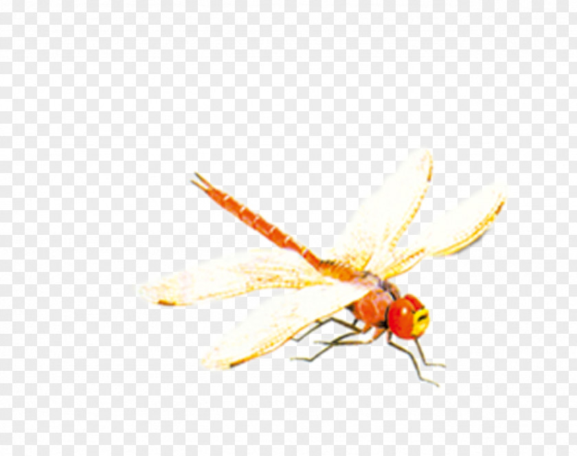 Red Dragonfly Bee Insect PNG