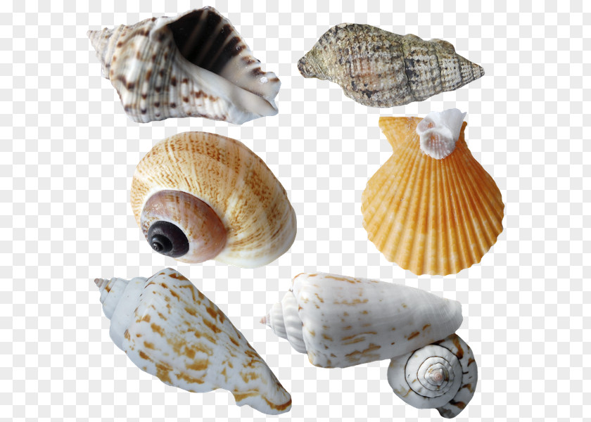 Seashell Molluscs Marine Clip Art PNG