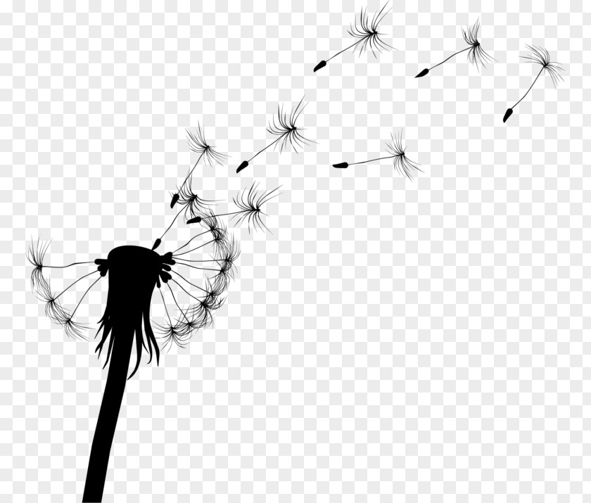 Silhouette Common Dandelion Drawing PNG
