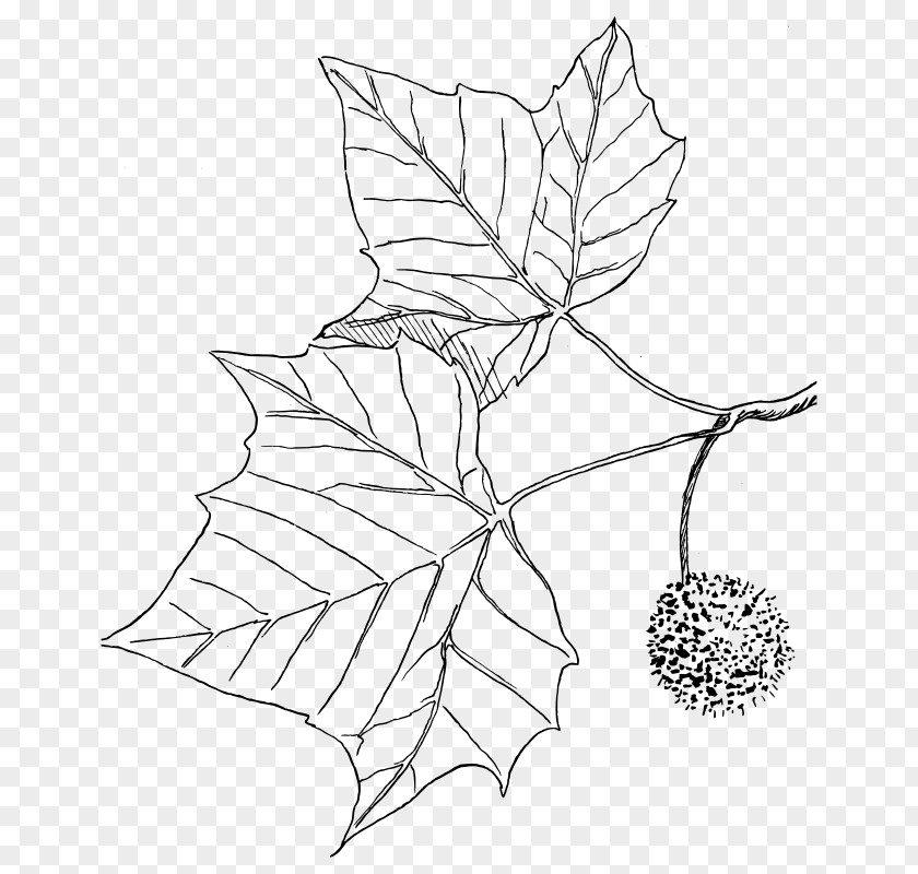 Tree American Sycamore Drawing Coloring Book PNG