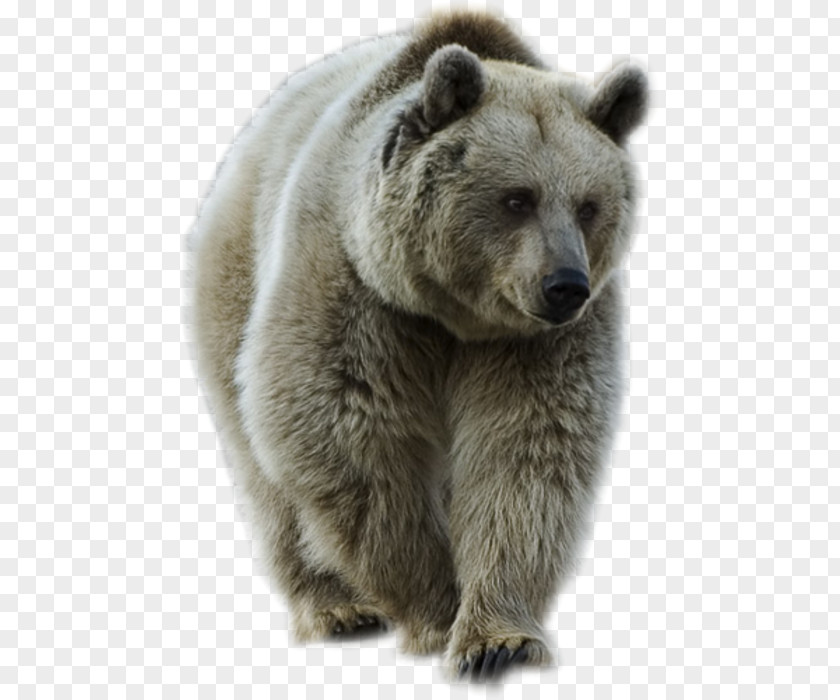 Bear Brown PNG