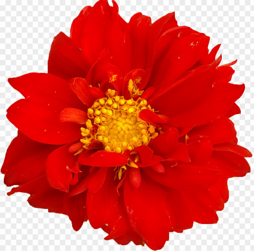 Chrysanthemum Cut Flowers Orange S.A. Family M Invest D.o.o. PNG