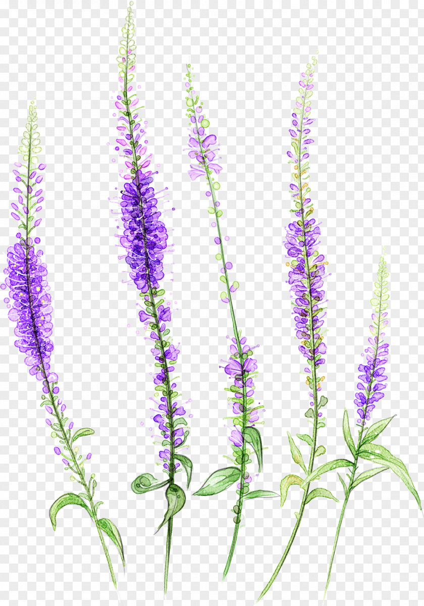 Fresh And Beautiful Ink Lavender PNG and beautiful ink lavender clipart PNG