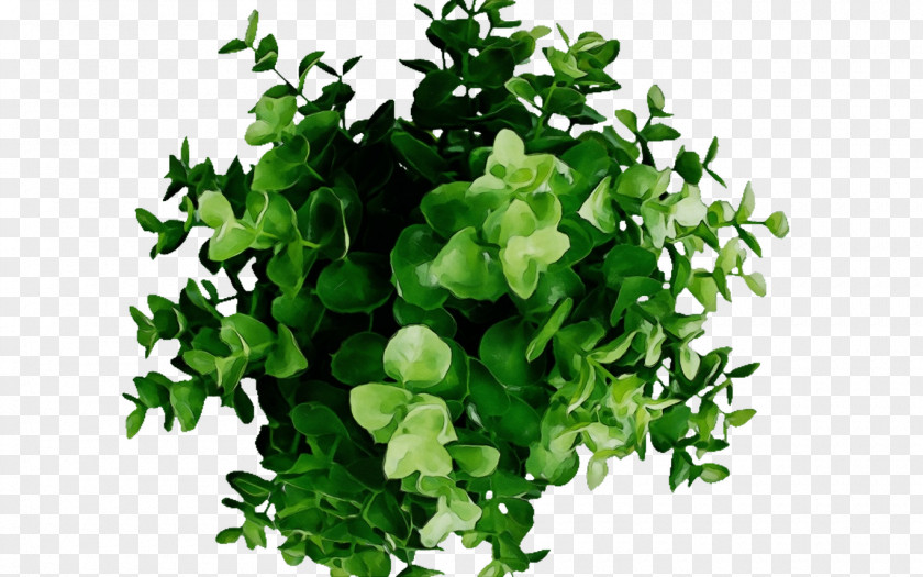 Ivy Annual Plant Green Leaf Watercolor PNG