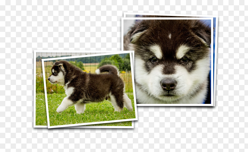 Puppy Miniature Siberian Husky Sakhalin Canadian Eskimo Dog Alaskan Malamute Shikoku PNG